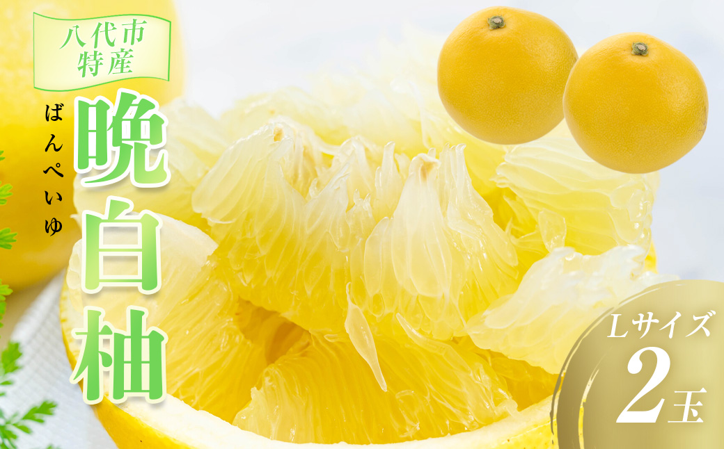 数量限定 八代市特産 晩白柚 Lサイズ 2玉 ばんぺいゆ 柑橘 フルーツ くだもの 旬 熊本県産 九州