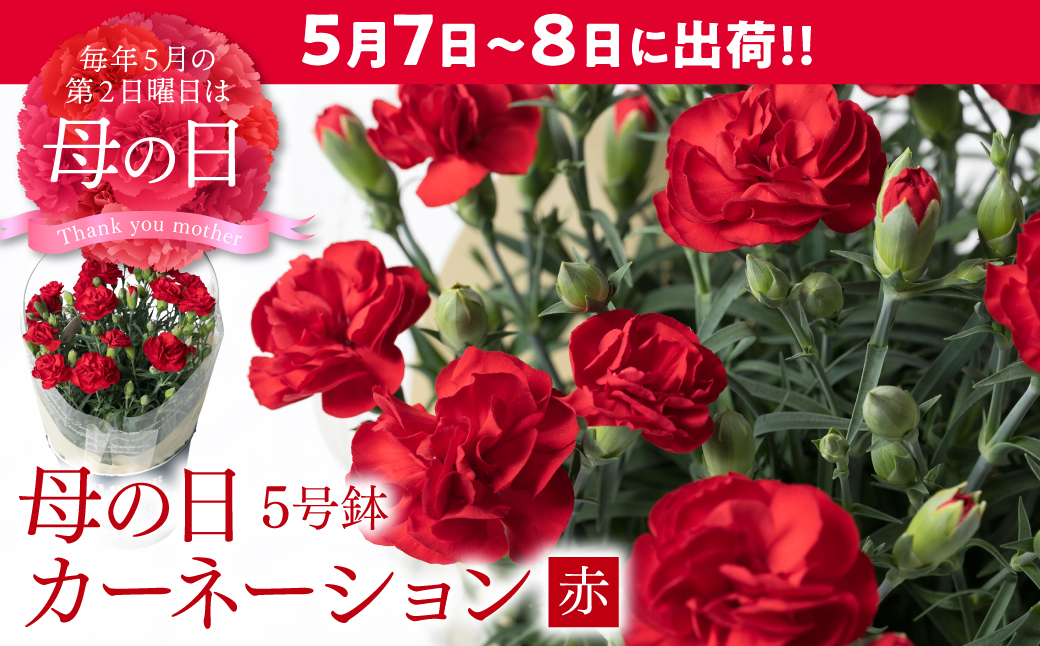 【先行予約】【2026年5月7日～8日発送】ポットカーネーション 赤 5号鉢 カゴ付き カーネーション 花 母の日 プレゼント ギフト 贈り物 熊本県 八代市