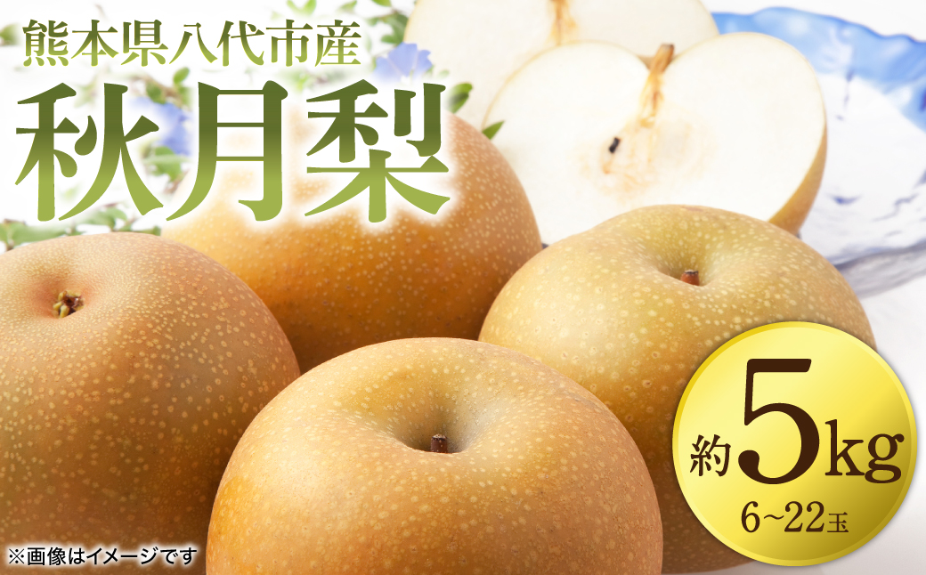 【先行予約】 秋月梨 約5kg (6～22玉)  梨 なし ナシ フルーツ くだもの 果物 旬 熊本県 八代市 【2026年8月下旬より順次発送】