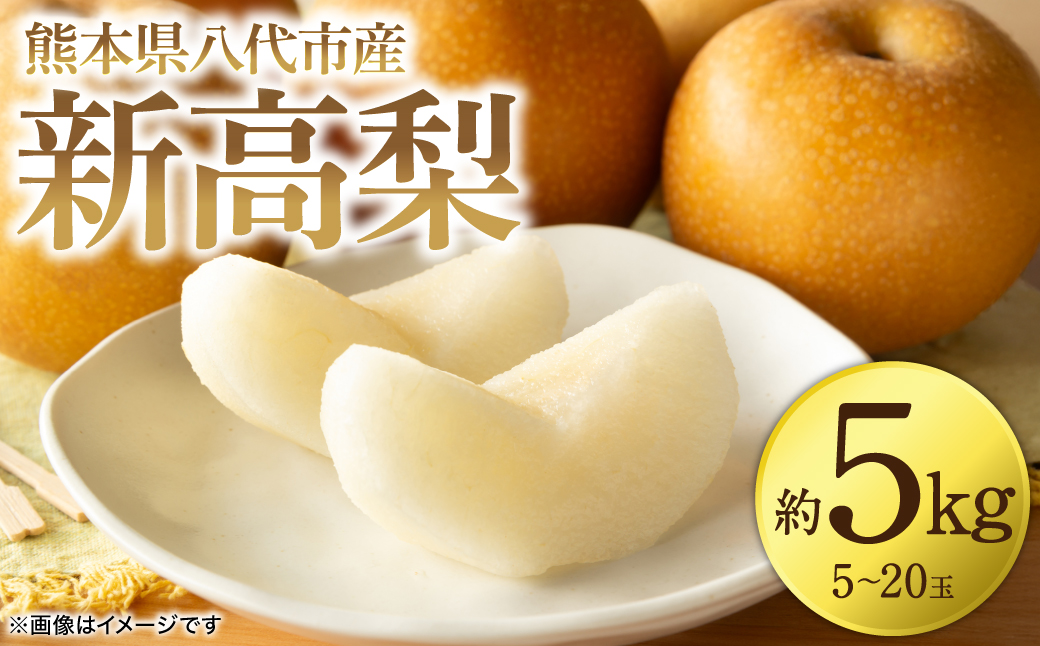 【先行予約】 新高梨 約5kg (5～20玉)  梨 なし ナシ フルーツ くだもの 果物 旬 熊本県 八代市 【2026年9月中旬より順次発送】