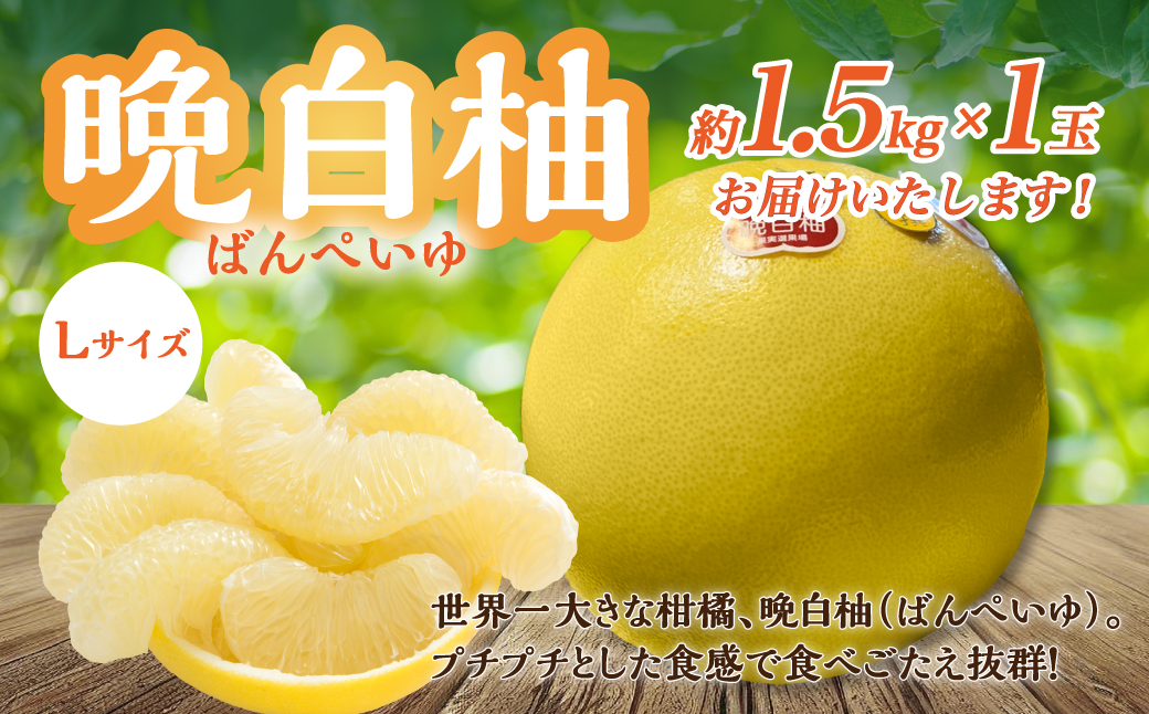 【先行予約】 熊本県八代市産 晩白柚 Lサイズ 1玉入り 果物 くだもの フルーツ ばんぺいゆ 柑橘 旬 国産 特産品 熊本県 八代市 【2025年12月下旬より順次発送】