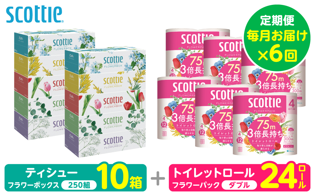 【定期便6回】【毎月お届け】【スコッティ】 組み合わせ ティシュー フラワーボックス 250組 10箱 計60箱 トイレットロール ダブル フラワーパック 3倍長持ち 24ロール 計144ロール ティッシュ トイレットペーパー 日用品 ストック 防災備蓄 ストック 備蓄 新生活 防災 消耗品 生活用品 日用消耗品 箱ティッシュ