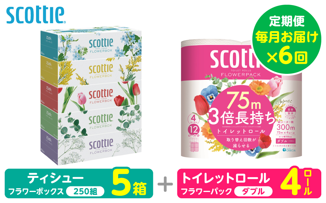 【定期便6回】【毎月お届け】【スコッティ】 組み合わせ ティシュー フラワーボックス 250組 5箱 計30箱 トイレットロール ダブル フラワーパック 3倍長持ち 4ロール 計24ロール ティッシュ トイレットペーパー 日用品 防災備蓄 ストック 備蓄 新生活 防災 消耗品 生活用品 日用消耗品 箱ティッシュ 熊本県 八代市