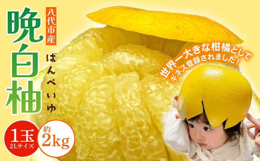 八代市産 晩白柚 1玉 2Lサイズ 約2kg 果物 くだもの フルーツ 柑橘 柑橘類 贈り物 八代産 熊本県産 国産