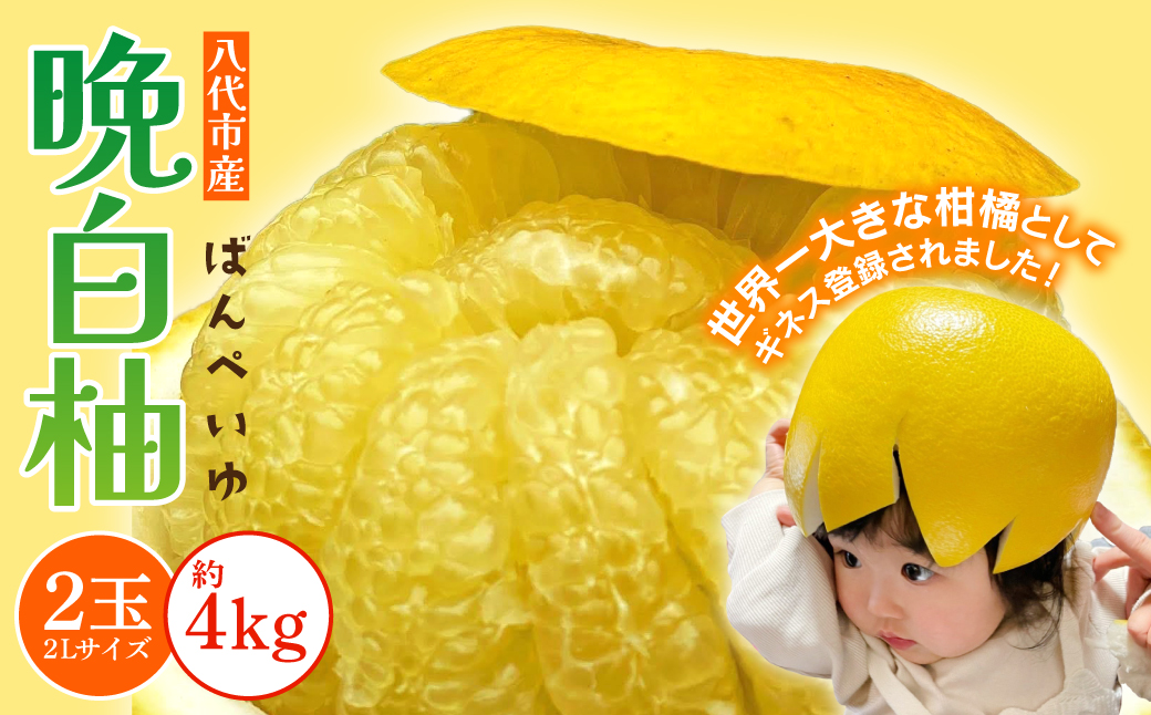 【先行予約】 八代市産 晩白柚 2玉 2Lサイズ 約4kg 【2025年12月下旬より順次発送】 世界最大級柑橘 お正月飾り 柑橘の香り 縁起物 ジューシー 爽やかな甘味 爽やかな香り マーマレード 砂糖漬け