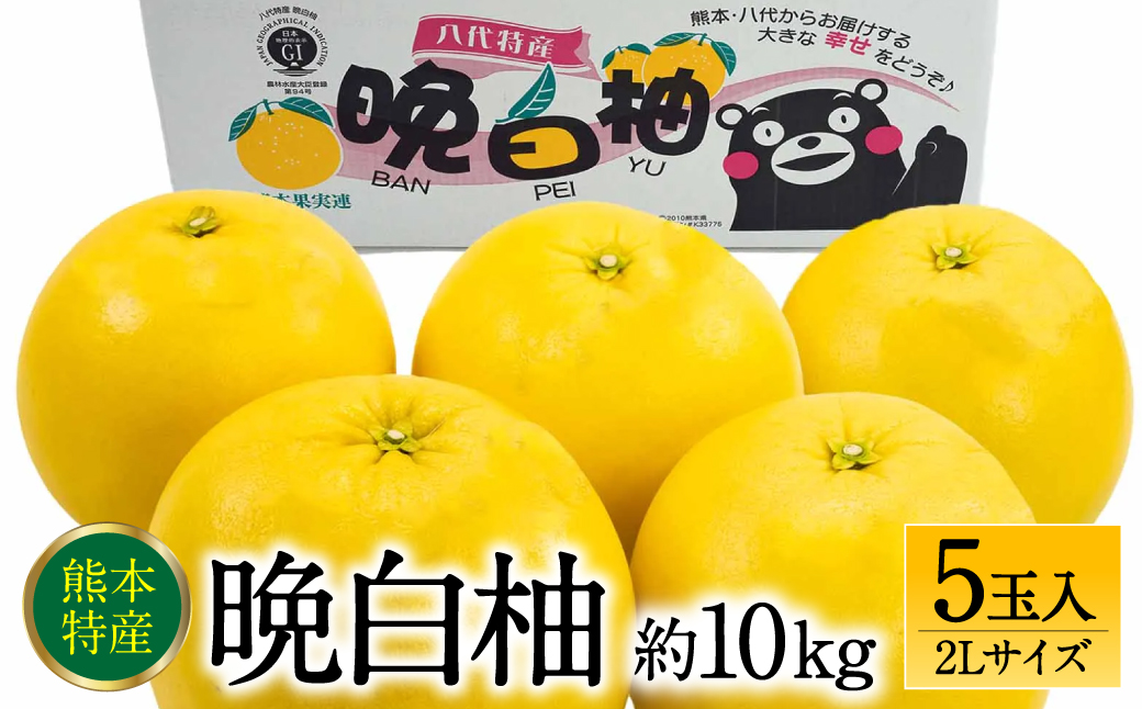 【先行予約】 熊本県八代市産 晩白柚 2Lサイズ 5玉入り 約10kg 果物 くだもの フルーツ 柑橘類 青果物 特産品 お取り寄せ 【2025年12月中旬より順次発送】