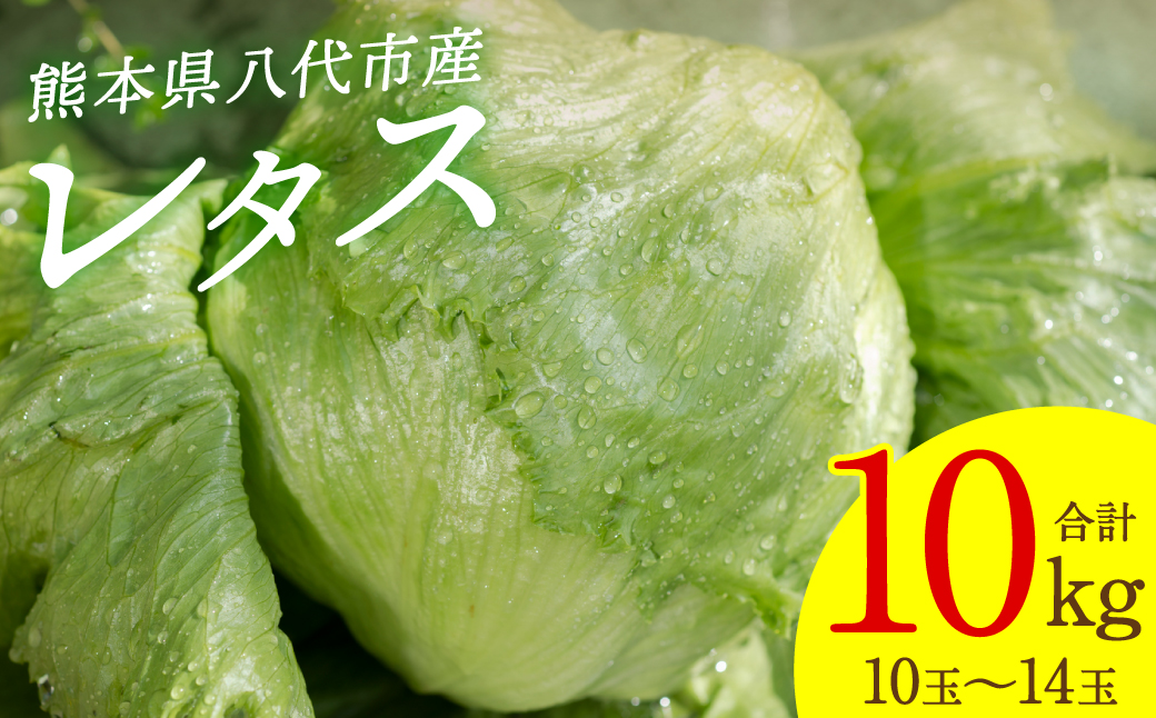 レタス 10kg (10玉～14玉) 野菜 葉物 やさい サラダ 付け合せ 新鮮 産地直送 冷蔵