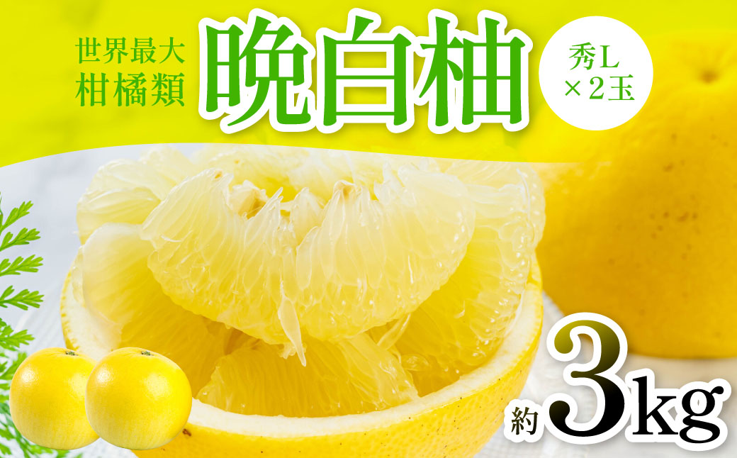 晩白柚（秀L×2玉）約3kg 柑橘 果物 フルーツ 熊本県産 ばんぺいゆ フルーツ 柑橘 特産品
