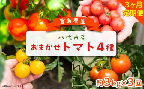 [定期便3回]おまかせトマト4種 3kg×3回 計9kg 八代市産 宮島農園