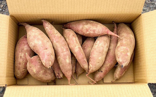 【2Lサイズ】熊本県産 熟成高糖度 紅はるか 熟成生芋5kg さつま芋 さつまいも 芋 野菜 焼芋 特産品 国産 熊本県 人吉市 九州 常温 ふるさと納税