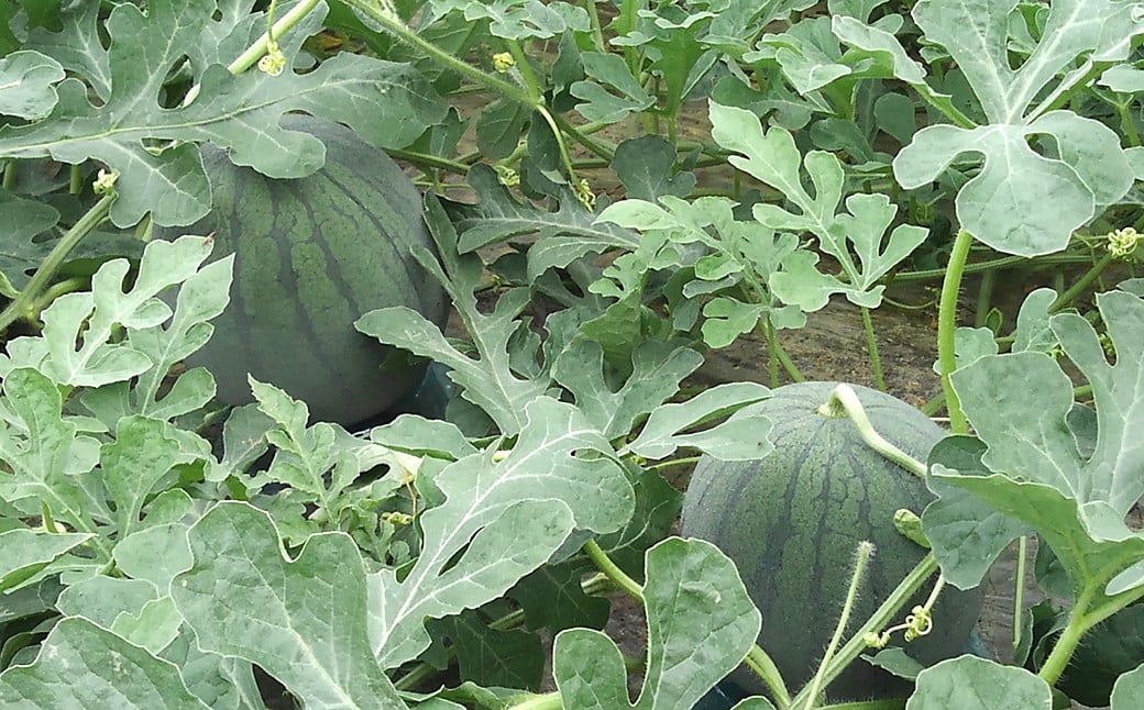 小玉スイカ ひとりじめ 約5～6kg（2玉）