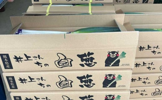 球磨美人 井上さんちの 白ネギ 2L × 25本