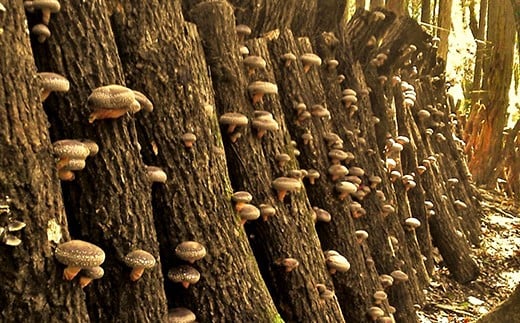 特選原木栽培生しいたけ 「にく丸くん 中サイズ」 1.2kg