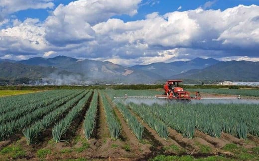 球磨美人 井上さんちの 白ネギ 2L × 25本