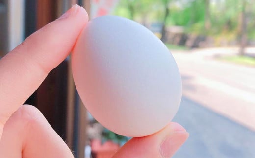 球磨球子 60個 鶏卵 卵 玉子 たまご くまたまご（破損保証有り）