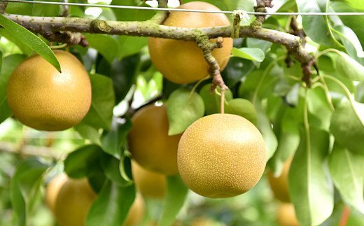 【2023年8月下旬発送開始】梨 豊水 (ほうすい) 4kg 7～12玉 人吉球磨産