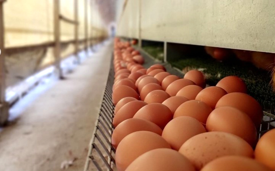 海苔と焼酎粕を食べて育った 平飼い卵「恒輝卵」60個 こうきらん 卵 たまご 玉子 お取り寄せ（破損保証有り）