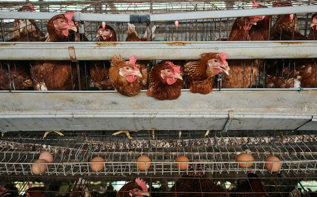 「球磨球子」「恒輝卵」各20個　計40個の食べ比べ 2種 くまたまご こうきらん 卵 たまご 玉子 お取り寄せ（破損保証有り）