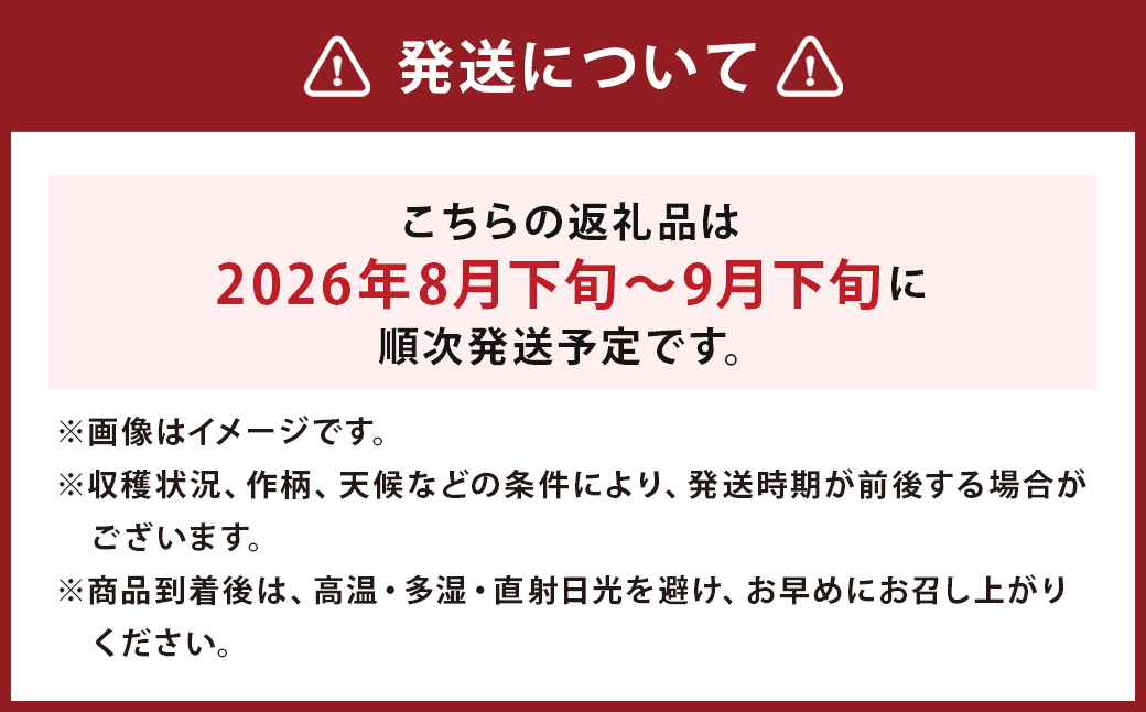 先行予約 球磨美人 井上さんちの 白ネギ 2L × 20本 野菜 ねぎ ネギ 葱 白ねぎ 白葱 【2026年8月下旬～9月下旬迄発送予定】