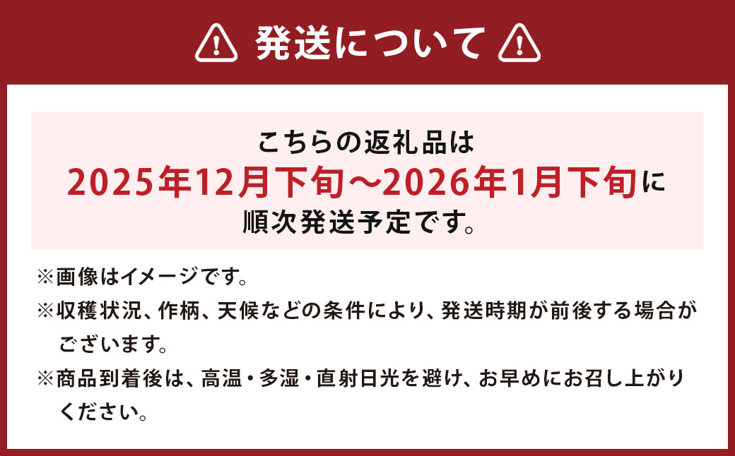 先行予約 球磨美人 井上さんちの 白ネギ L × 30本 野菜 ねぎ ネギ 葱 白ねぎ 白葱 【2026年8月下旬～9月下旬迄発送予定】