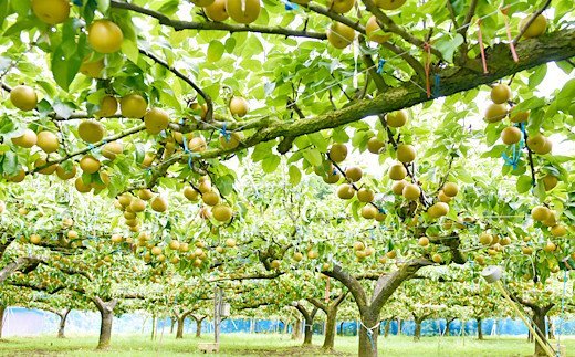 【2023年8月下旬発送開始】梨 豊水 (ほうすい) 4kg 7～12玉 人吉球磨産