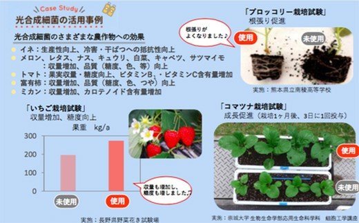 光合成細菌「くまレッド」（2L培養キット×6セット） 球磨焼酎粕使用