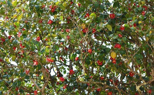 農家民宿『つばき坂』１泊２食付ペア宿泊券