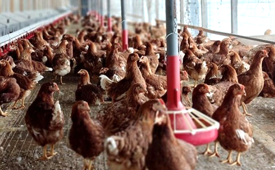 海苔と焼酎粕を食べて育った 平飼い卵「恒輝卵」60個 こうきらん 卵 たまご 玉子 お取り寄せ（破損保証有り）