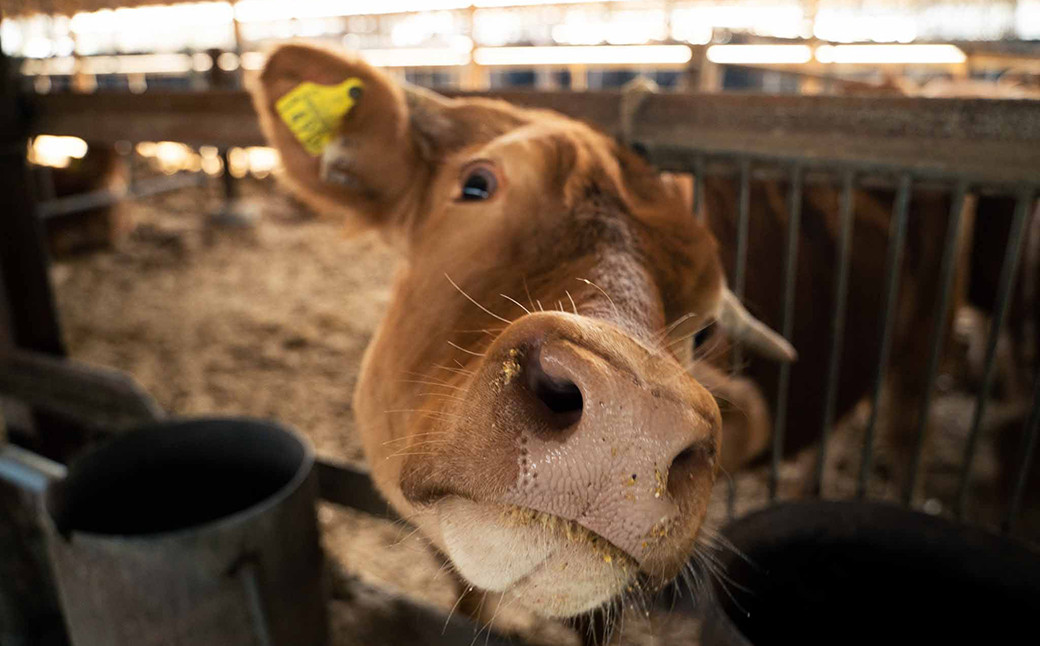 くまもとあか牛 100％ 餃子 合計60個 (20個入 1パック)×3パック