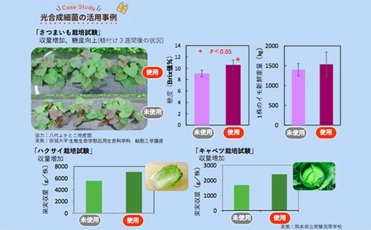 光合成細菌「くまレッド」（2L培養キット×6セット） 球磨焼酎粕使用