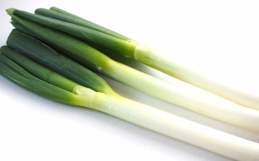 球磨美人 井上さんちの 白ネギ M × 45本