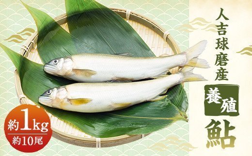 人吉球磨産 養殖鮎 冷凍 約1kg