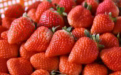 「ゆうべに」250g×4パック