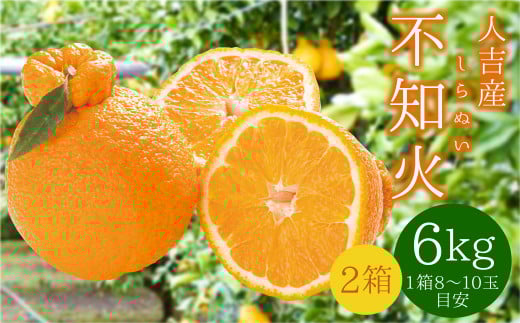 不知火 6kg