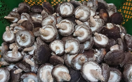 特選原木栽培生しいたけ 「にく丸くん 中サイズ」 1.2kg