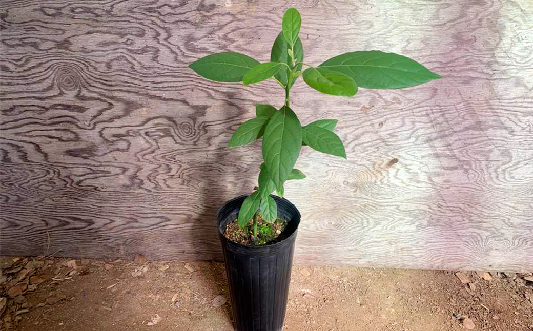 数量限定】アボカド 苗木 Bタイプ (台木/接ぎ木：ベーコン種) 1本 5号