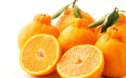 不知火（デコポン同品種）約2kg