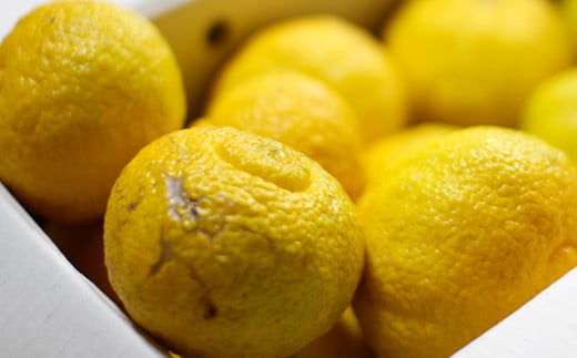 パクパクはるか 5kg バラ詰め 訳あり（B品）