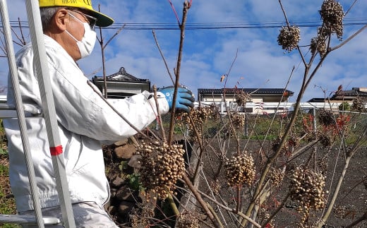 水俣櫨のワックス 40g×1個