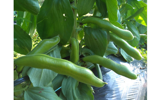 熊本県産 そらまめ 【約4kg 3粒以上 80本前後】