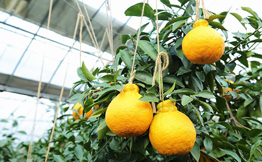 環境マイスターの不知火 訳あり 4kg