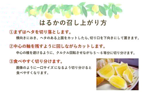 はるかみかん 約 4kg （サイズ混合・無選果・ご自宅用)