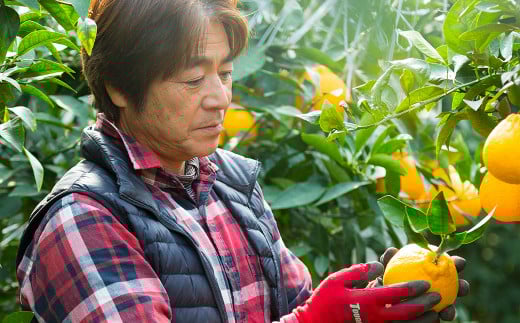 飲む ゼリー (晩柑・不知火・甘夏) 6本入り 3種 柑橘 果物 デザート スイーツ