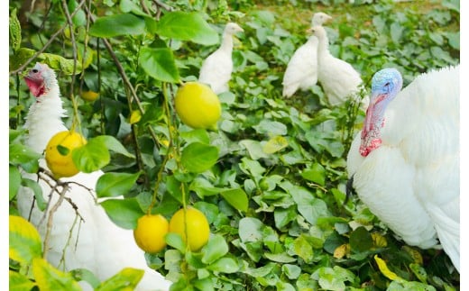 環境マイスターのレモン 2kg（無肥料／栽培期間中農薬を減らして栽培）【2025年11月上旬～2026年4月下旬発送予定】レモン 檸檬 れもん 果物 くだもの フルーツ ビタミン 酸味 果汁 果実 柑橘 レモネード レモンサワー 国産 熊本県産 水俣市産