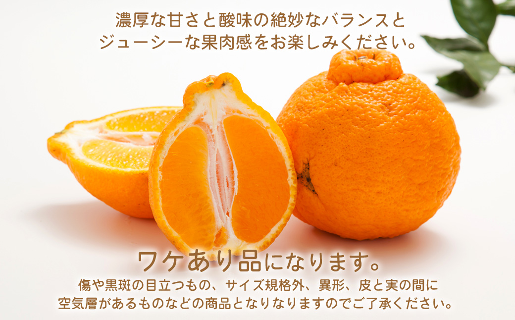 環境マイスターの不知火 訳あり 4kg