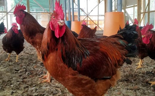 熊本 天草大王 大手羽 6本 （3本×2） 鶏肉 とり肉 鶏 お肉 肉 手羽 冷凍