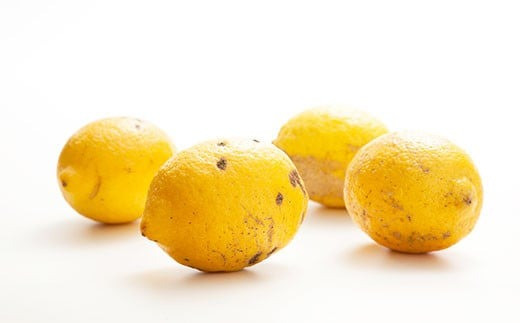 環境マイスターのレモン 訳あり3kg