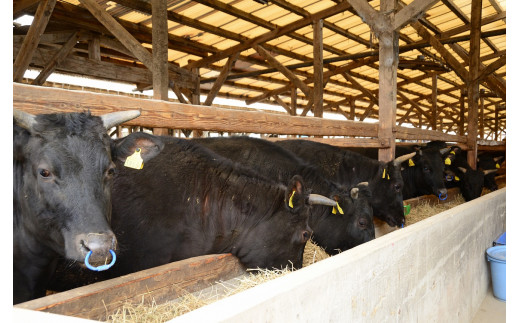 熊本県産 A5等級 和王 モモスライス 450g 牛肉 モモ肉