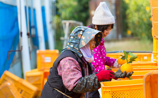 飲む ゼリー (晩柑・不知火・甘夏) 6本入り 3種 柑橘 果物 デザート スイーツ