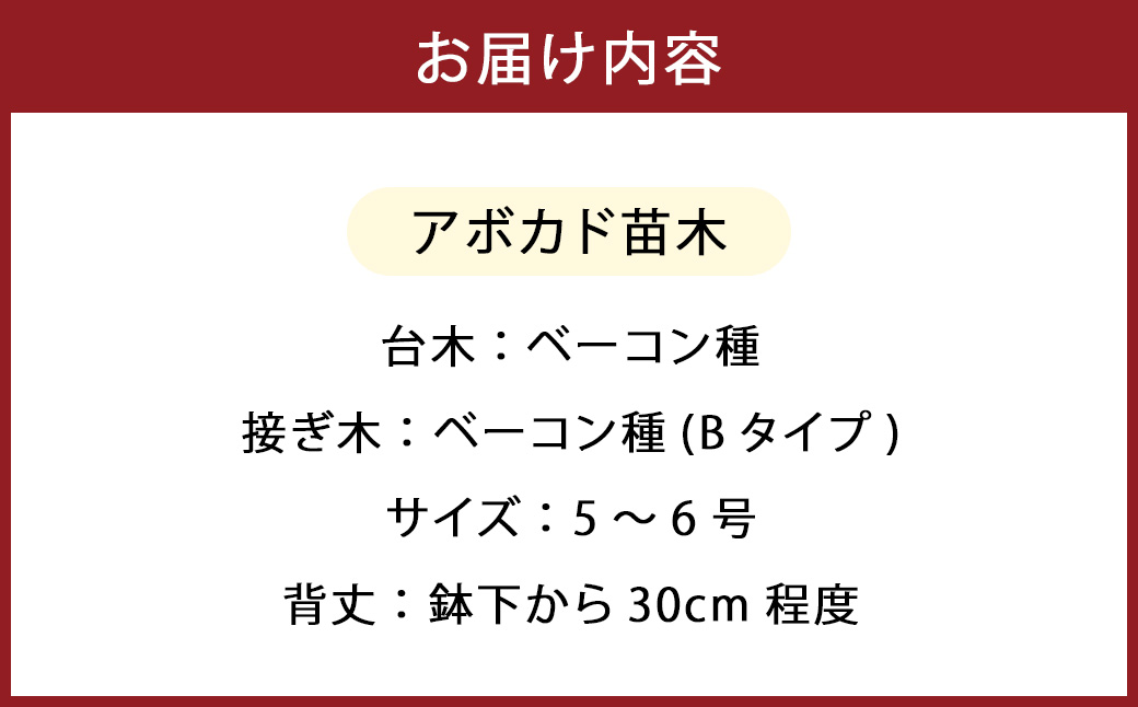 【数量限定】アボカド 苗木 Bタイプ (台木/接ぎ木：ベーコン種) 1本 5号～6号 鉢下から約30cm【2025年5月下旬より順次発送開始】
